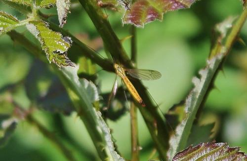 Nephrotoma flavescens